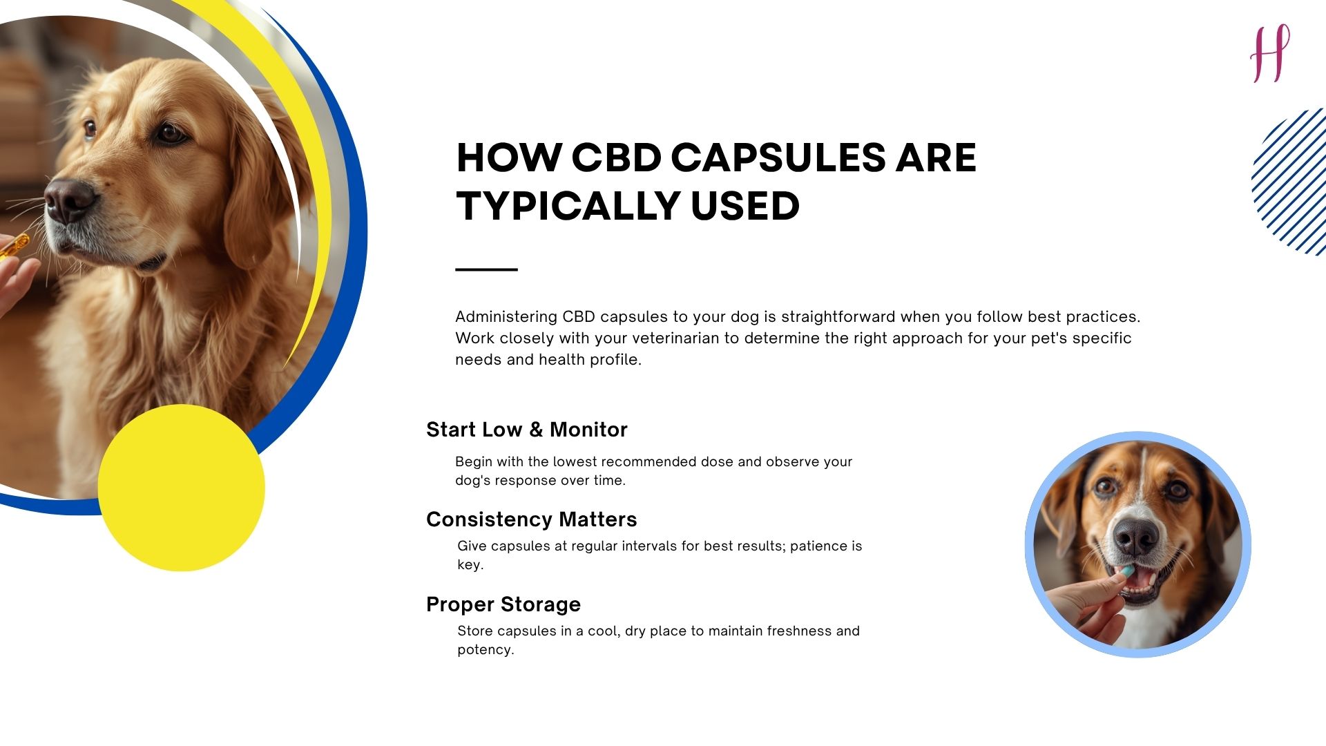 Instructions on how CBD capsules are used for dogs, starting low.